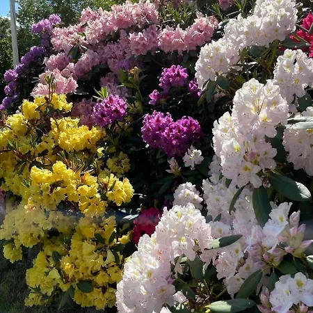 1606-liseleje-lisevaenget-18 Liseleje